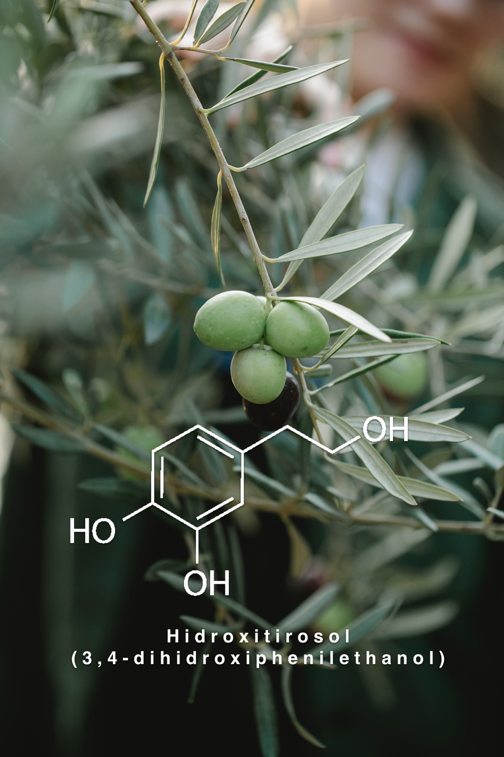 Hidroxitirosol (3,4 - dihidroxiphenilethanol)